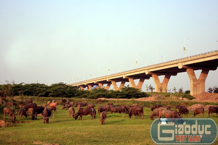 Dòng người nườm nượp chạy trên cầu Vĩnh Tuy ít khi biết tới phía bên dưới chân cầu còn có một vùng đất hoang sơ với đàn trâu cả trăm con hàng ngày nhởn nhơ gặm cỏ, dầm bùn